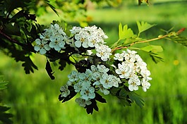 蘋(píng)果花,春天的花朵,開(kāi)花