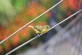 鳥,停止,電纜