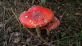 蘑菇,鵝膏菌,森林