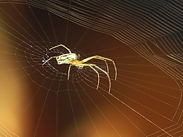 蜘蛛,web,節(jié)肢動(dòng)物