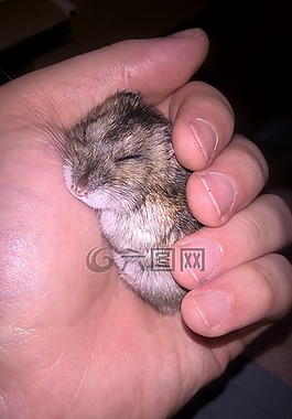 倉鼠,動物,小
