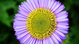 花,雛菊,花的