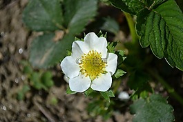 花卉,草莓,工廠