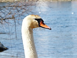 疣鼻天鵝,天鵝,鳥