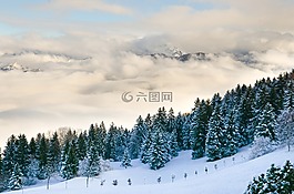森林,景觀,山脈