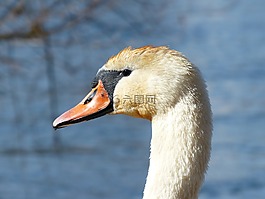 疣鼻天鵝,天鵝,鳥