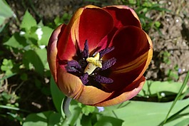 花瓣,郁金香,鮮花