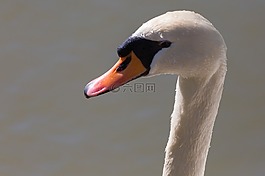 天鵝,動(dòng)物,鳥(niǎo)