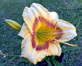 白色的花,性質(zhì),白