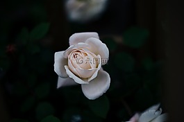 盛開(kāi),開(kāi)花,植物區(qū)系