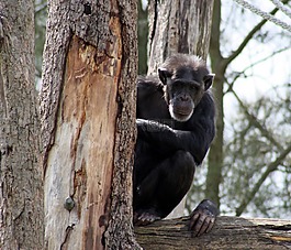 黑猩猩,動(dòng)物園,猴子