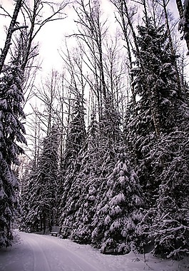 冬天,雪,霜