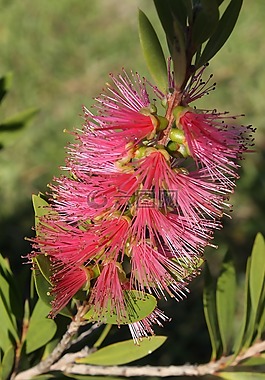 花,bottlebrush,红千层