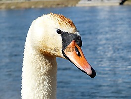 疣鼻天鵝,天鵝,鳥