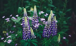 盛開,開花,植物區(qū)系