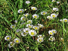 雛菊,野花,白