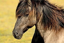 馬,性質(zhì),動物