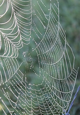 web,蜘蛛,露水