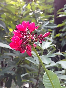 花,树,红色的花朵