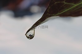 常春藤,叶子,滴