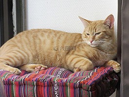 貓,放松,動物