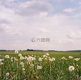 蒲公英,字段,葛底斯堡
