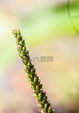 夏天花,植物,增長(zhǎng)