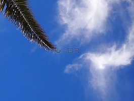 藍(lán)色的天空,云,棕櫚樹(shù)