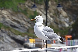 海鷗,鳥(niǎo),動(dòng)物
