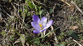 藏红花,春天,早布卢默