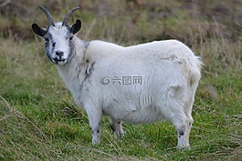 山羊,動物,草甸