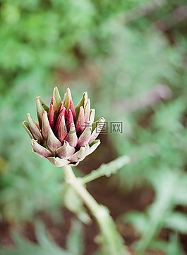 花,特寫(xiě),花園