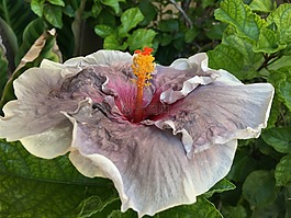 ibisco,紫色的小花,花