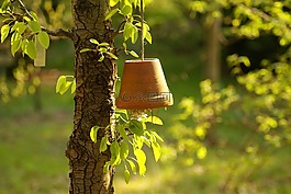 樹,掛花盆,花園