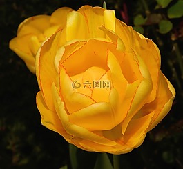 花,開(kāi)花,郁金香