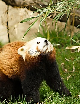 中國大熊貓,動物園,蒂爾加滕
