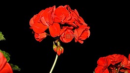 天竺葵,花卉,紅色花
