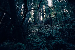 黑暗,森林,景观