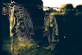 蜘蛛,web,戶外