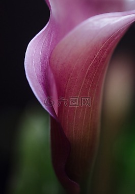 马蹄莲莉莉,花,开花