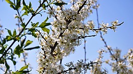 春天,陽光,花卉