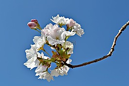 花朵,鮮花,日本櫻花