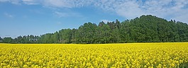 油菜种子,原野,瑞典