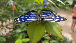 蝴蝶,自然,綠色