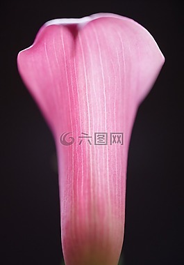 马蹄莲莉莉,特写,花