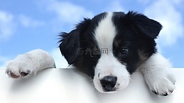 小狗,澳大利亞牧羊犬,可愛