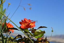 玫瑰,天空,花