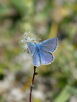 蓝蝴蝶,blaveta的farigola,pseudophilotes panoptes