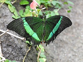 蝴蝶,綠色,異國(guó)情調(diào)