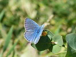 蓝蝴蝶,blaveta的farigola,pseudophilotes panoptes